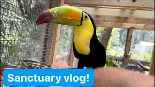 Sanctuary vlog with gators, parrots, toucan, & more!