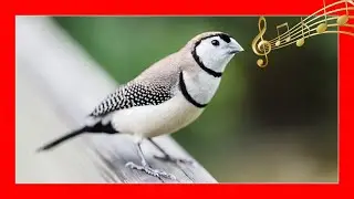Алмазная песня биченов 🐧 Влюбитесь за 5 секунд !! | Алмаз биченов