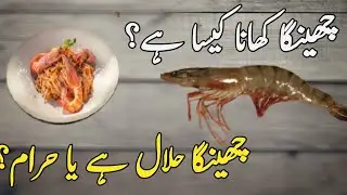 Eating Prawn In Islam ? Islam Mein Jhinga Khana Kaisa hai