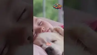 Dogs Dream About You Most of the Time? 🐶😴 The Cutest Dream Fact!