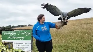 Shibden Valley Falconry Experience