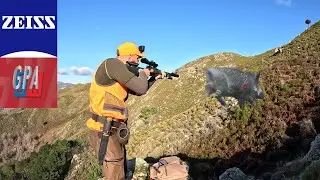 Action totale en battue corse 🔥sangliers en montagne 