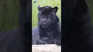Black panther deep within the Kabini Forest in Karnataka #pleasesupport