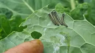 CABBAGE WHITE CATAPILLARS BEEN BUSY ON BRUSSEL SPROUT.PLANTS 