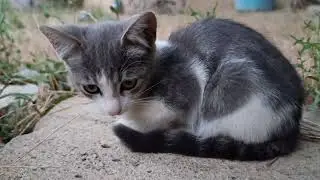 New the best cat kittens videos that are interesting and much loved 🐱 Cute Kitten 😻🐾