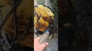 SoCal Bee Removal And Relocation- Mini Vault Tower Live Bee Removal In Oceanside