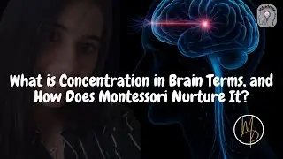What Is Concentration in Brain Terms? | Brain Behind Montessori | MScademia