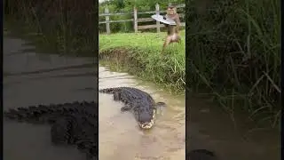 Monkey Intervenes When an Alligator Grabs a Pig