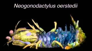 Biological Sunscreens Tune Polychromatic Ultraviolet Vision in Mantis Shrimp