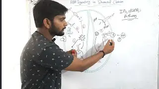 ABA Signalling in stomatal closure|Phytohormone||CSIR NET| in Hindi