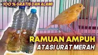 CARA MENGOBATI KAKI KENARI YANG TERKENA URAT MERAH || 2 RAMUAN AMPUH!!!