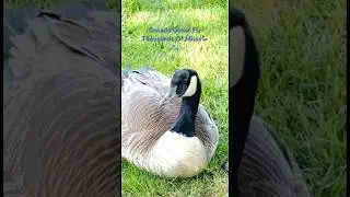Peaceful Canada Goose 🪶 | Relaxing Nature Video | Grow In Grace