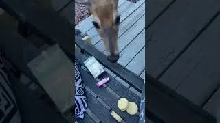 Deer steals cookie from the bench I&rsquo;m sitting on. (Cookies are for the raccoons)