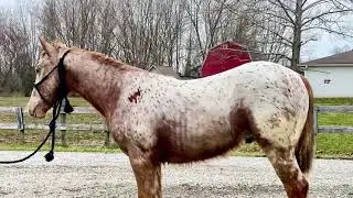 Sir Arnold~ 2020 Gypsy Heritage Crossbred Gypsy colt