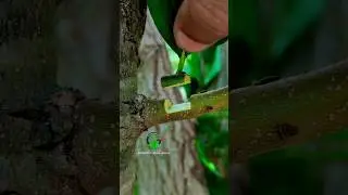 Budding and grafting fruit plants best technology