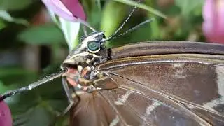 Morpho Peleides #morpho #peleides #insect #nature #butterfly #schmetterling #papillon #蝶