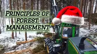 We Bought a Forest to Test Finland's Fanciest Tree-Cutting Machinery