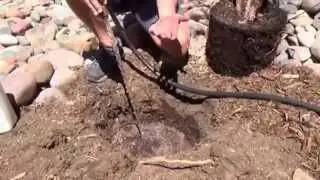 Посадка дерева летом в Аризоне
