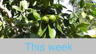 In the garden in February with many fails #gardening #vegetablegarden #myaussiebackyard