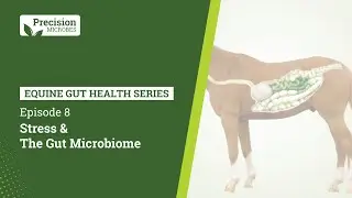 Equine Gut Health Series - EP.8 Stress and The Gut Microbiome