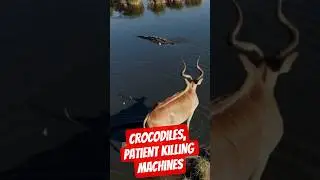 Crocodiles: Patient Killing Machines.‼️ #shorts #crocodile #crocodiles #predator #animals