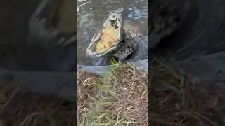 Angry croc! #croc