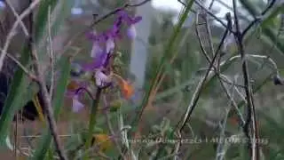Some Wild Orchids in Neon Chorio - Cyprus