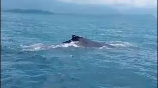 Avistamiento de Ballenas en el Parque Nacional Marino Ballena | Costa Rica