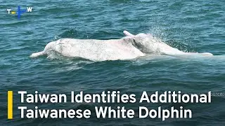 Taiwan Identifies Another Critically Endangered Taiwanese White Dolphin | TaiwanPlus News
