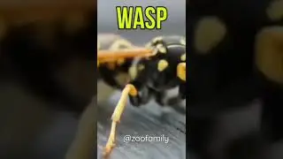 the beautiful wasp sounding