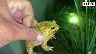 Catching a frog wants to laugh | Catch the last big frog HaHaHa | Catch a frog for fun fun | part 79