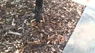 Spooked puppy