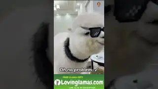 White Llama is a real boss #shorts
