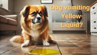 Why is my Dog vomiting Yellow Liquid?