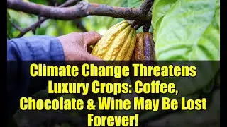 Climate Change Threatens Luxury Crops: Coffee, Chocolate & Wine May Be Lost Forever!