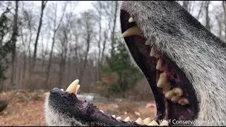 A Wolf's Howl Can Change the World...