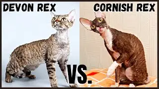 Devon Rex Cat VS. Cornish Rex Cat