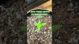 Девятый день. Зима. Подоконник. Он живёт