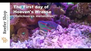 The First day of Hoeven's Wrasse (호벤스 래스, Halichoeres melanurus)
