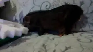 VID 20181213 205413