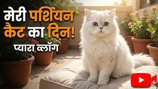 🔥 Cute Persian Cat Vlog 😻 | Fluffy Cat | Cat Daily Routine | Viral Cat Video