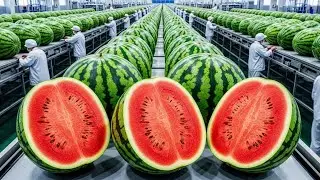 Inside a Modern Watermelon Juice Factory: From Harvest to Refreshing Juice (The Whole Process)