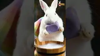 Cute Rabbit vs. Bubble Monster 😂 #shorts #cuteanimals #rabbit #cat #funny