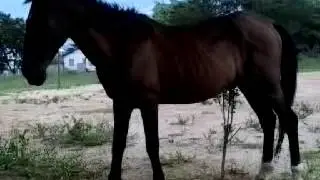 Cavalo com carrapato