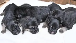 Good News | Candy the German Shepherd | Dog Pregnancy | Puppies