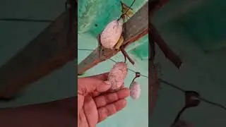सिल्क की खेती | Tasar silk coccon | ❤️