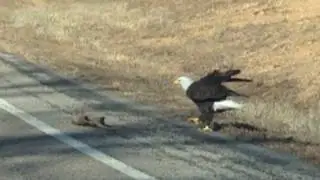Bald Eagle eating road kill