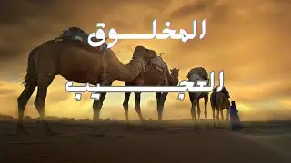 الابل | لن تصدق لماذا أمرنا الله بالنظر إليه😱