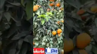 malty ka bagh#orange #bagh #villagevlog #village#beautiful