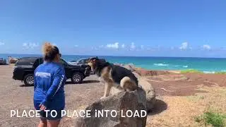 THOR ~ German Shepherd Dog~ 2 Week Board And Train ~Hawaii Dog Trainers